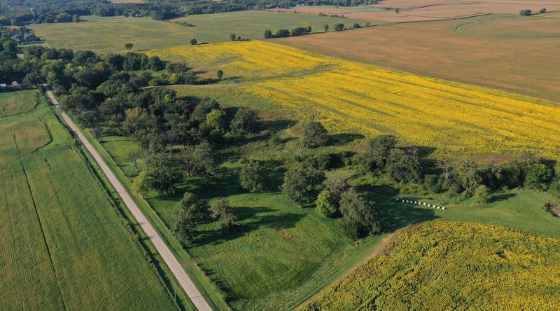 An aerial view of a sunflower field on Wednesday, Sept. 10, 2025 near the intersection of 3000 East Street and Interstate 80 about a mile north of Seatonville in Bureau County.