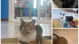 Pets of the week: May 16