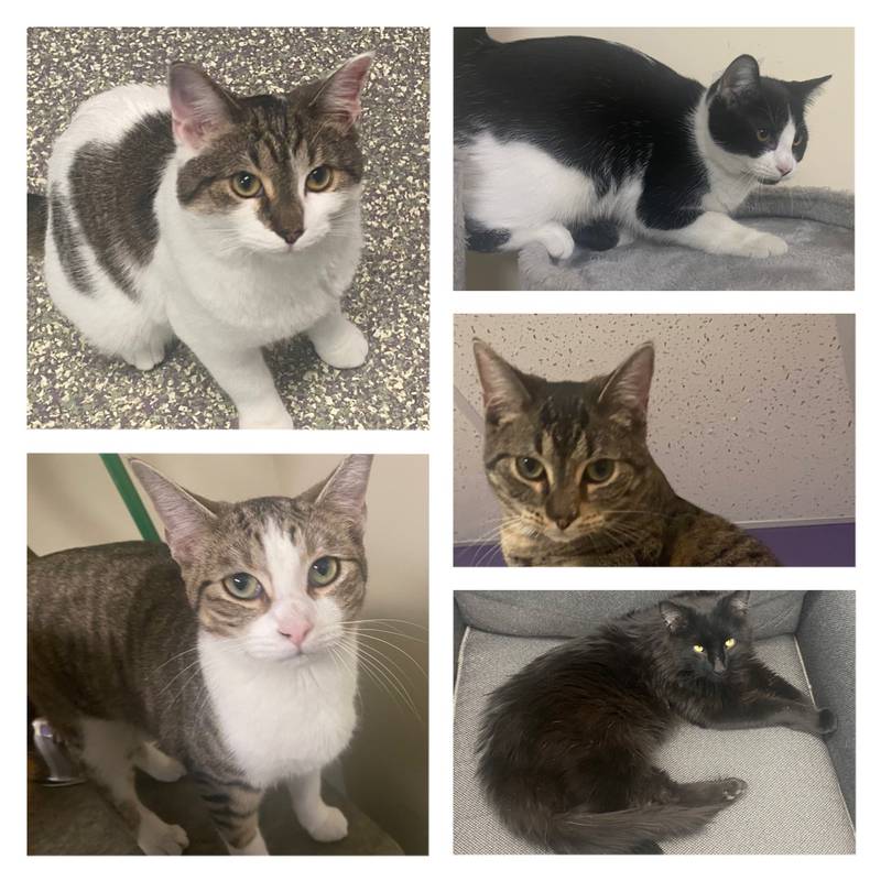 The Morris Herald-News presents this week’s Pets of the Week.