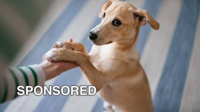 Five Tips for National Train Your Dog Month