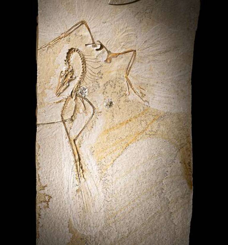 An exhibit of the Chicago Archaeopteryx, the earliest known bird, opened to the public at the Field Museum on Tuesday.