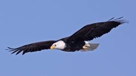 Bald eagles visit park near historic Route 66
