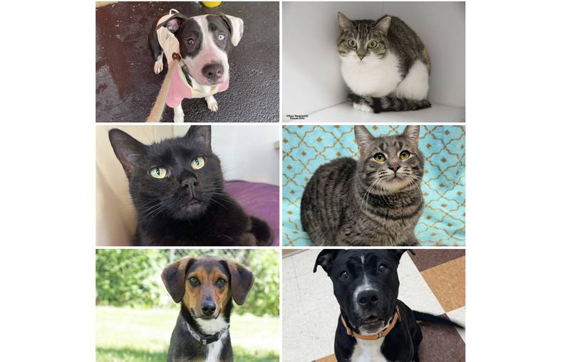 The Herald-News presents this week’s Pets of the Week. Read the description of each pet to find out about it, including where it can be adopted in Will County.