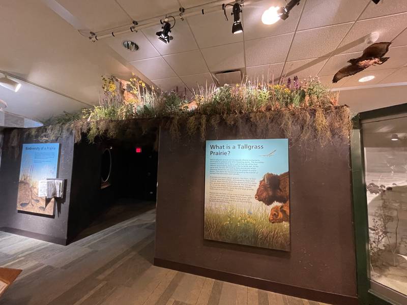 The Forest Preserve District of Kane County invites the public to come celebrate the official opening of the latest addition to Creek Bend Nature Center — the Tallgrass Prairie Adventure exhibit.