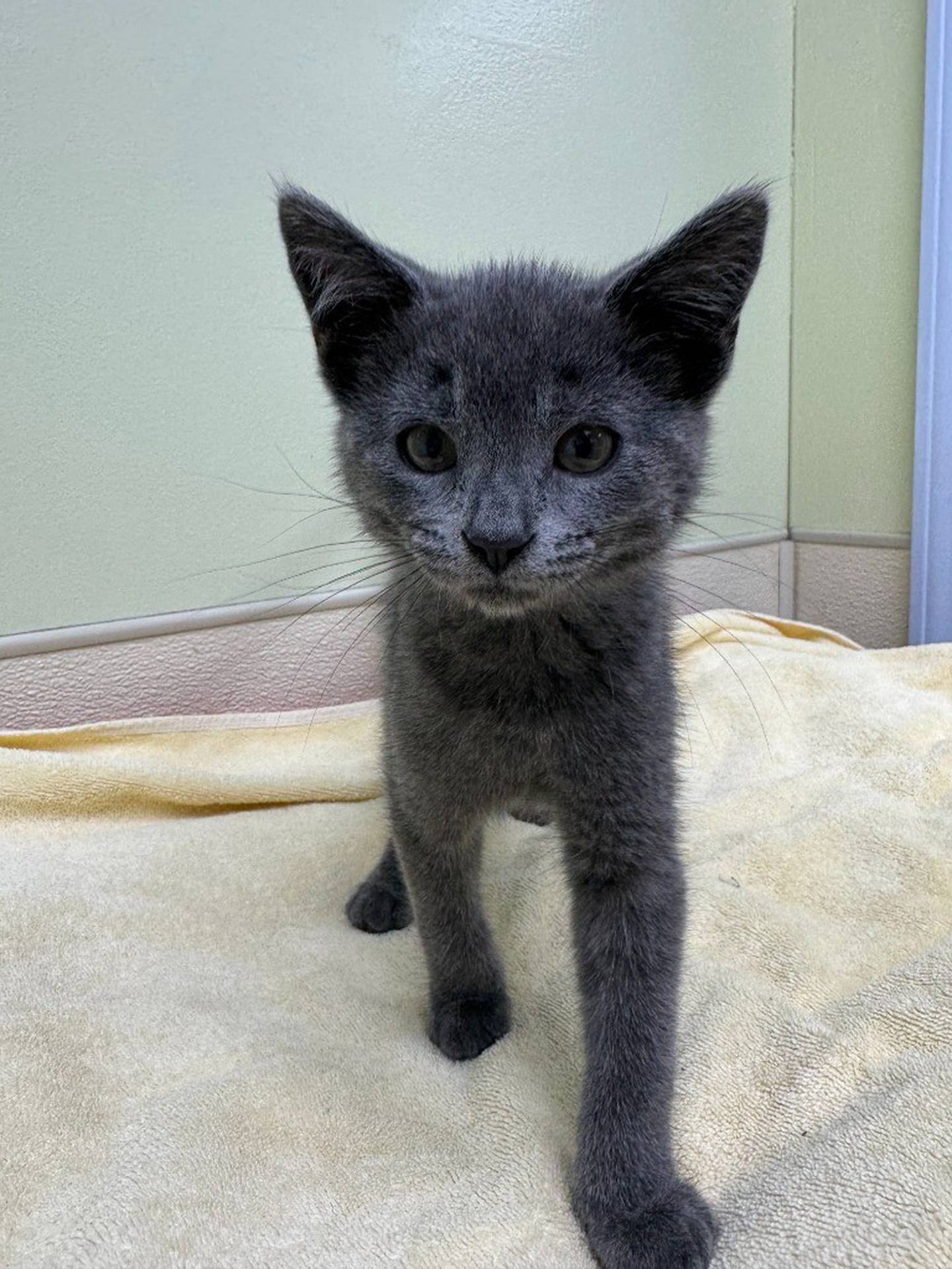 Dopey is a 22-week-old male kitten who came from local animal control. He is a sweet and playful and loves people and toys. Contact the Will County Humane Society at willcountyhumane.com and follow the instructions for the adoption process
