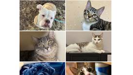 Will County Pets of the Week: March 3, 2025