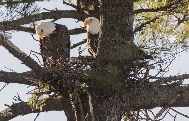 The male and female eagles that live on the Mooseheart grounds. The tree the eagles lived in recently was removed, and the eagles are rebuilding their nest on a nearby tree.