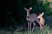 Down the Garden Path: Guest columnist series--Coming to peace with deer in your yard