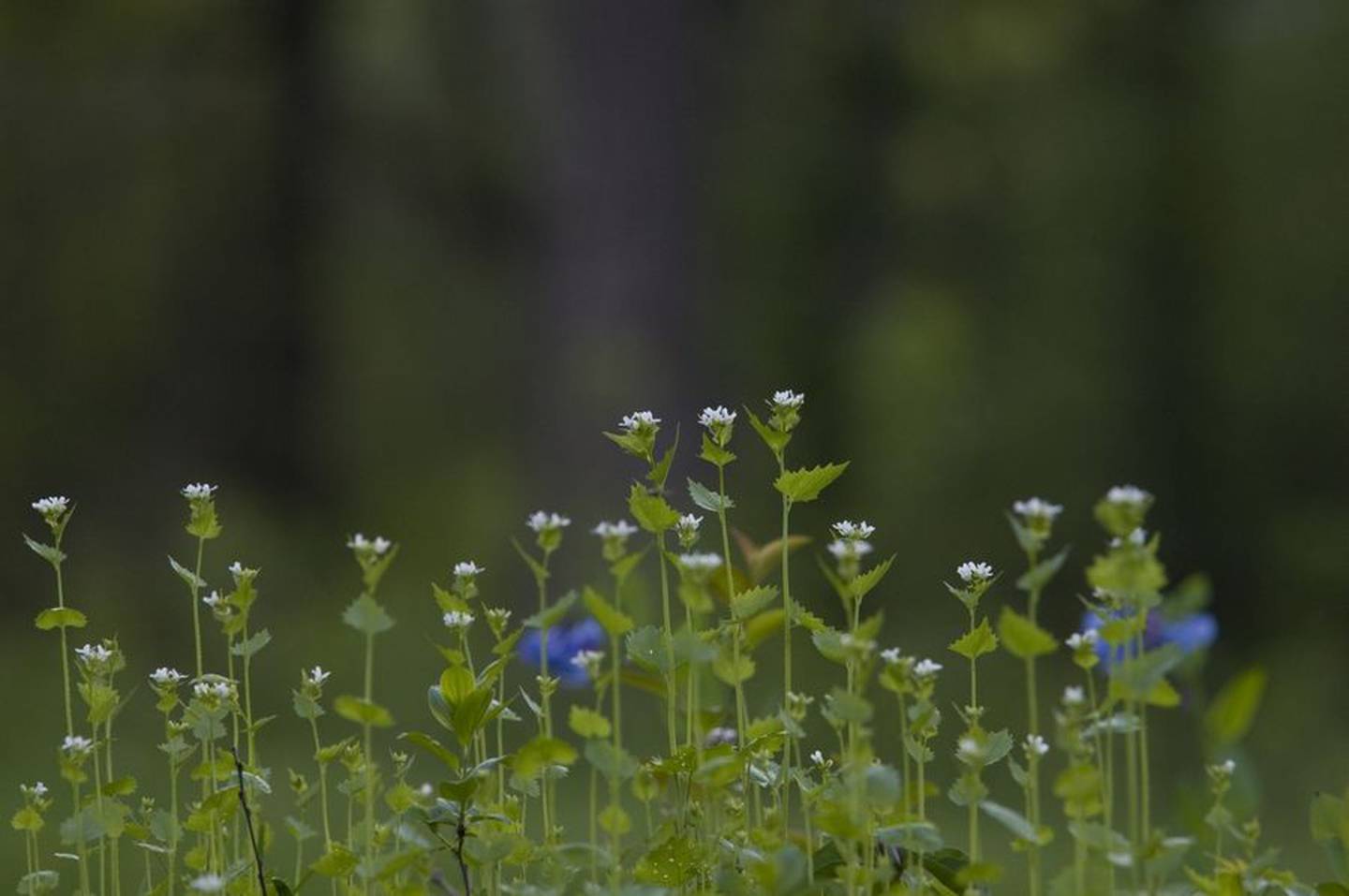 Garlic mustard is a biennial plant that flowers and goes to seed in its second year. The key to keeping this weed from choking out other plants is to pull it in its first year, before it goes to seed.