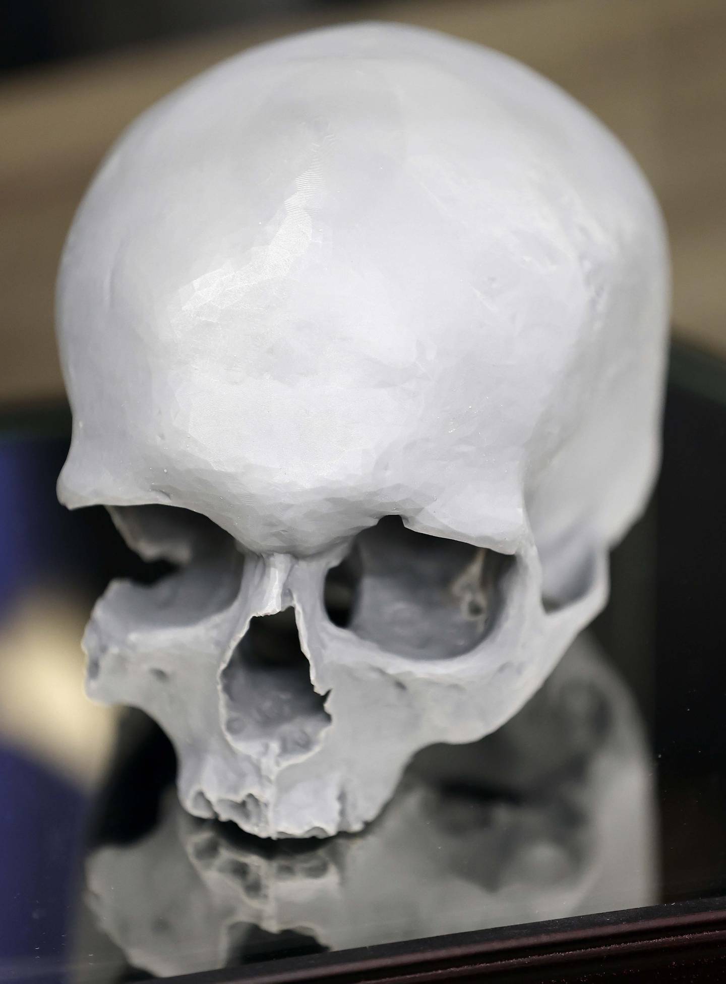 A 3D printed reproduction of a skull that was found in a wall of a house being remodeled in 1978 in Batavia. The skull was on display during a press conference Thursday, Oct. 24, 2024 in St. Charles.
