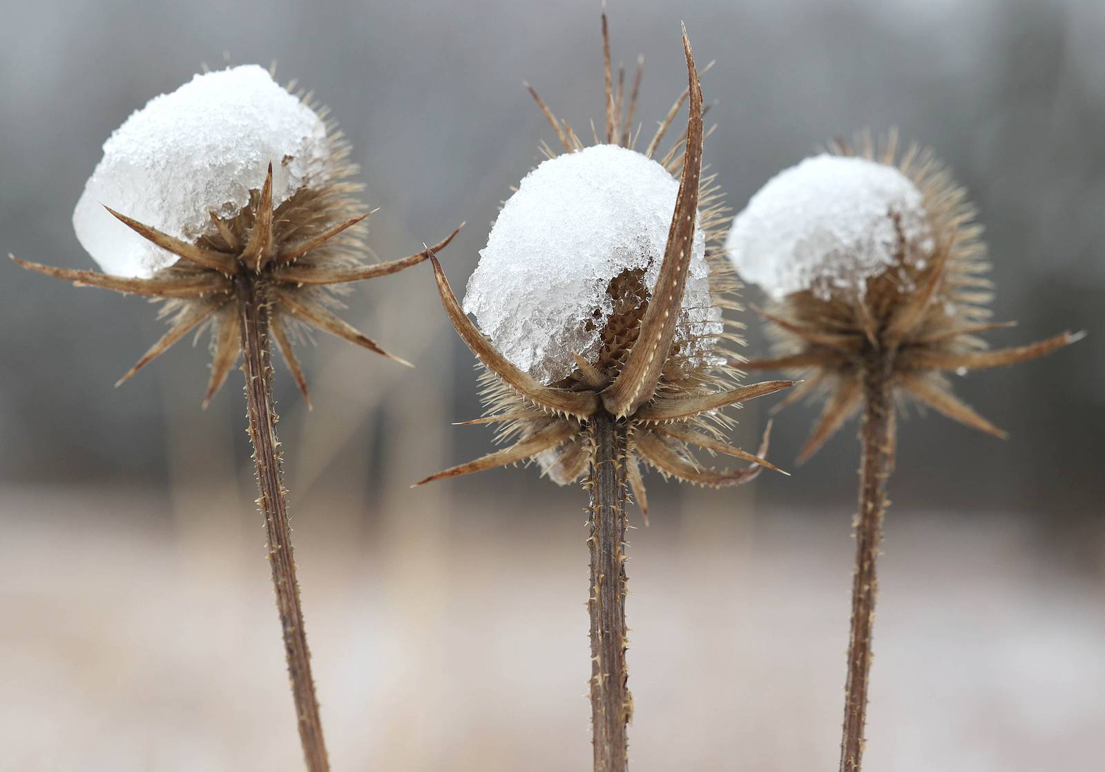 Photos Late season snow blankets Shabbona Lake State Park in DeKalb County Shaw Local