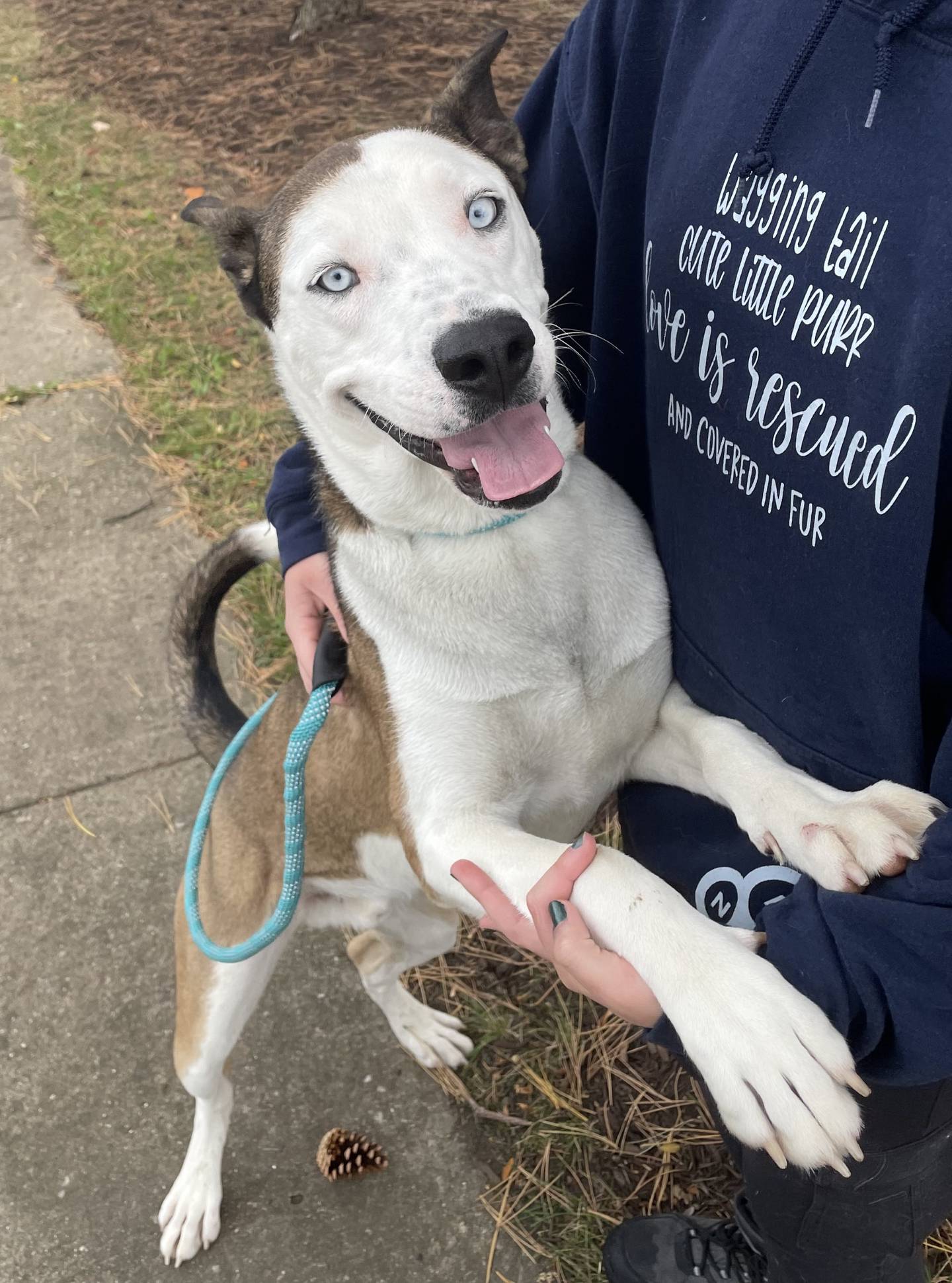 Merlin is an 18-month-old husky mix that was rescued from euthanasia in a shelter in Kentucky. Merlin is friendly, smart and active. He gets along well with other dogs and enjoys playing with them; he does well around cats, too. Merlin has wonderful manners and knows his basic commands. Merlin can usually be found waiting very patiently to go on a walk with shelter staff and volunteers. Merlin would make a wonderful hiking partner and family dog. To meet Merlin, email Dogadoption@nawsus.org. Visit nawus.org.