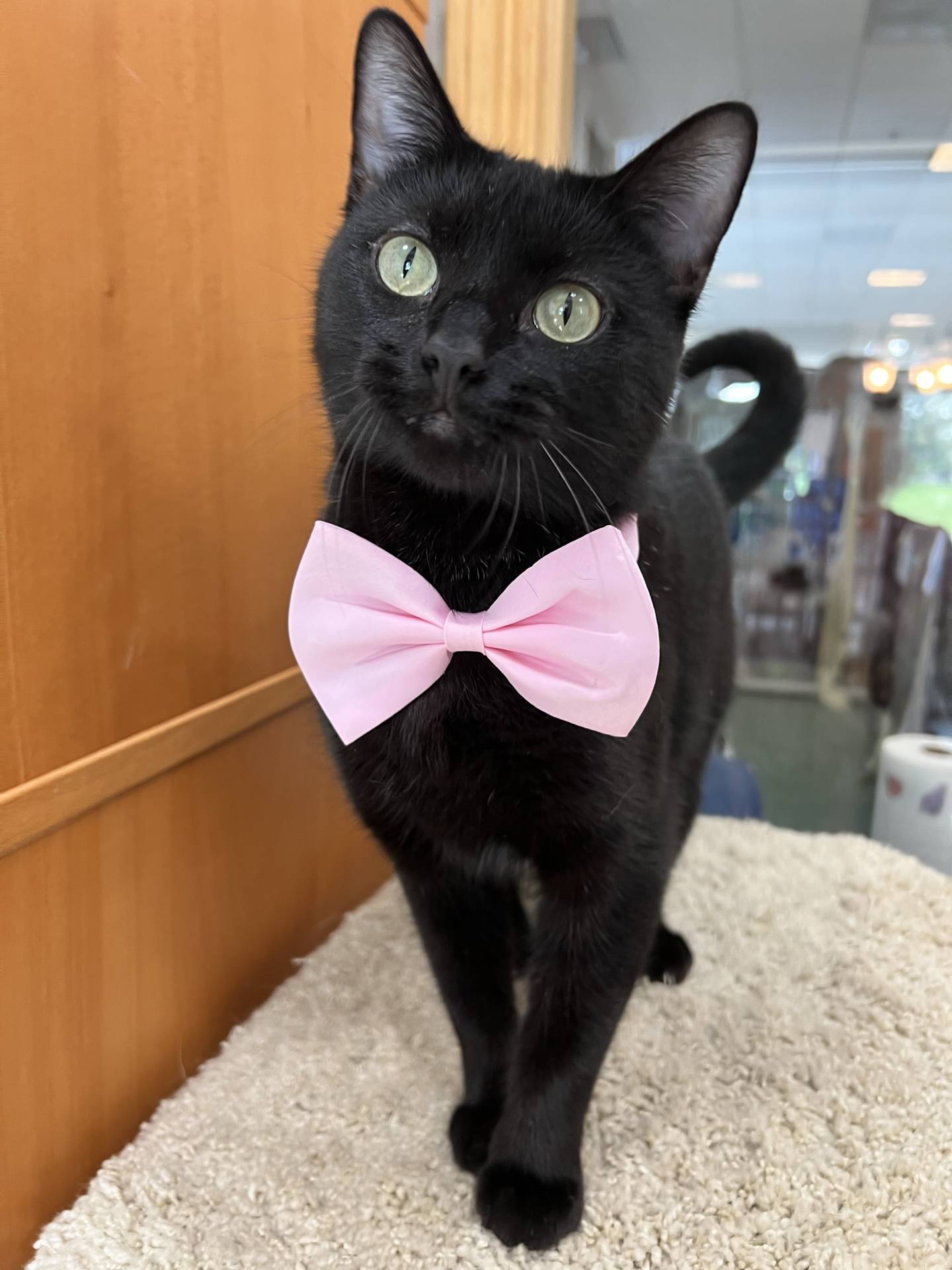 Two-year-old Raven was rescued from euthanasia in a shelter in southern Illinois. She is very friendly, affectionate and outgoing. She will immediately interact with visitors and try to woo them into pets and attention. She yearns to be a lap cat. Raven is FIV positive and is not always fond of other cats.  She should be the only pet in a home – she has a lot of love to share and is ready to be a cherished companion. To meet Raven, email Catadoptions@nawsus.org. Visit nawsus.org.