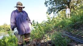 Missing since 1873: Rare clover found on Kankakee River’s Langham Island