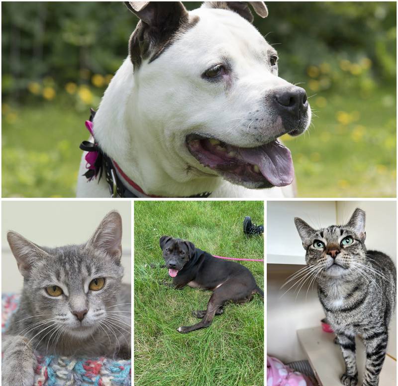 The Herald-News presents this week’s Pets of the Week. Read the description of each pet to find out about that pet, including where he or she can be adopted.