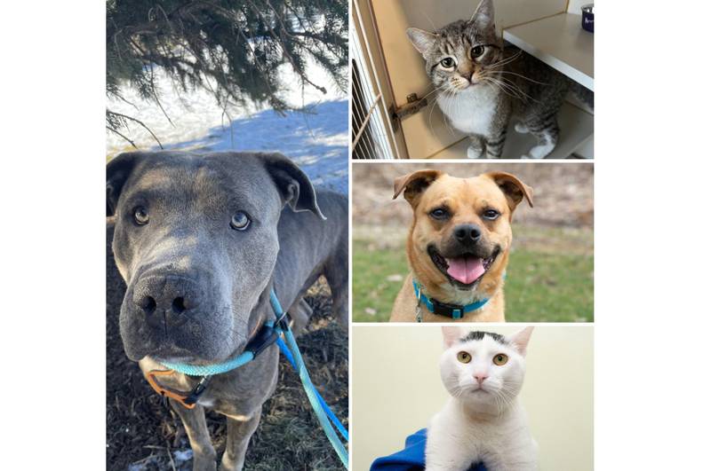 The Herald-News presents this week’s Pets of the Week. Read the description of each pet to find out about it, including where it can be adopted in Will County.