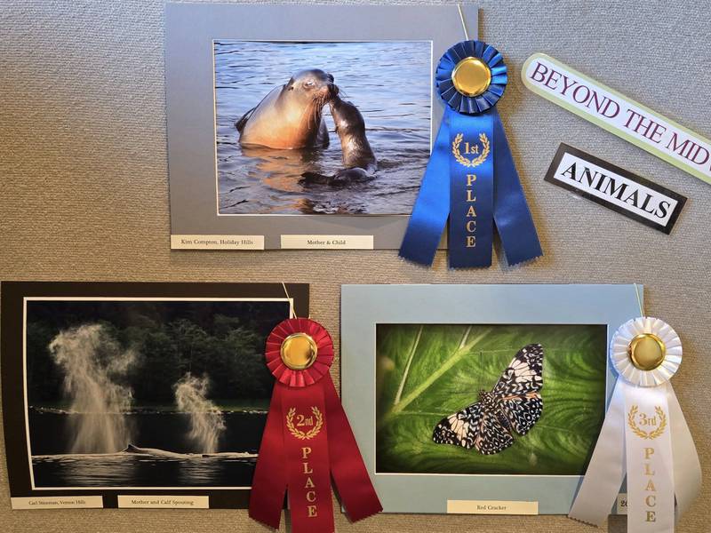 Beyond the Midwest, Animals

1st      Kim Compton of Holiday Hills, for “Mother & Child”
2nd     Carl Stineman of Vernon Hills for “Mother and Calf Spouting”
3rd      Anthony Roma of Gurnee for “Red Cracker"