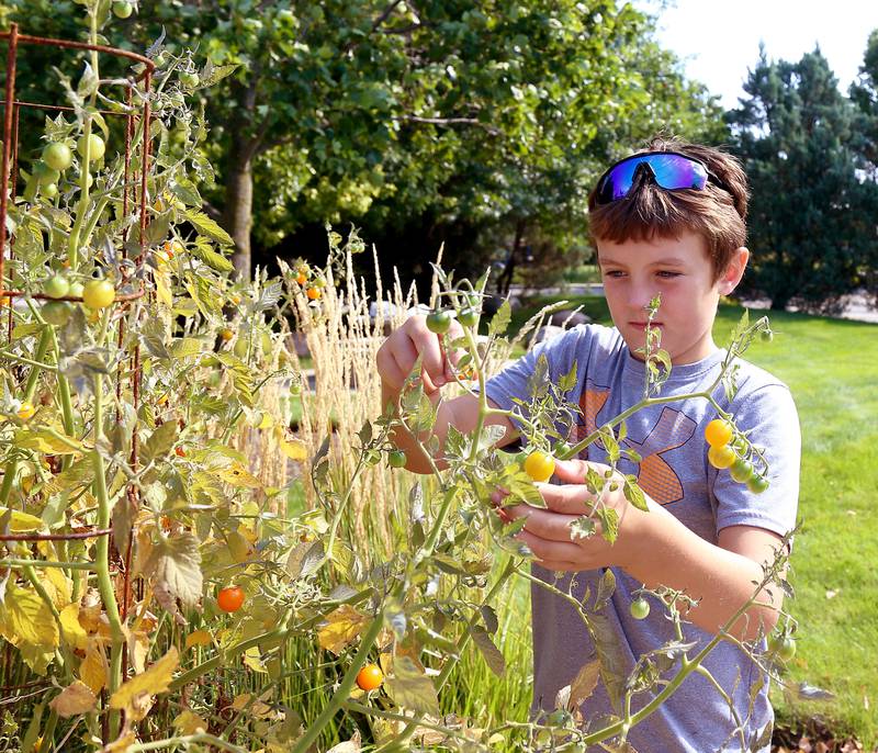 Jayden Devine, 10, of Maple Park picks cherry tomatoes at the Town and Country Public Library in Elburn on Saturday, Sept. 3, 2022.