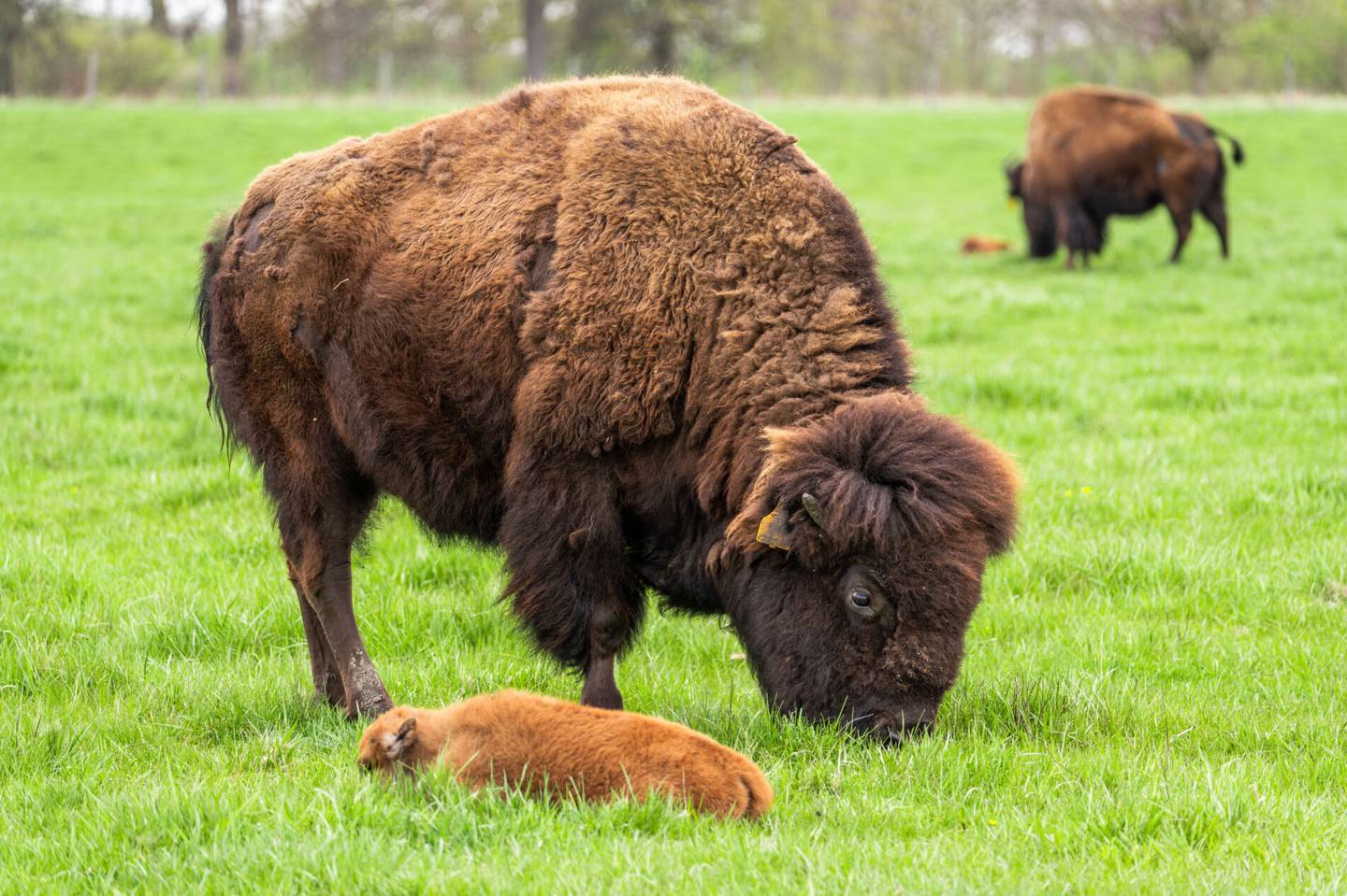 Two bison calves were born into the herd at Fermilab in Batavia on April 26, 2024, marking the start of calving season.