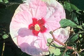 Spaulding Elementary remembers one of its own with beautiful garden