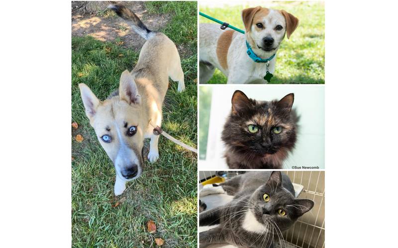 The Herald-News presents this week’s Pets of the Week. Read the description of each pet to find out about that pet, including where it can be adopted in Will County.