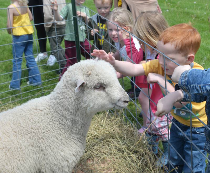 Centennial Grade School Pre-kindergartener Noah Meyer pets one of the sheep belonging to FFA member Sawyer Marceal at the Polo High School's FFA Petting Zoo on Friday, May 10, 2024.