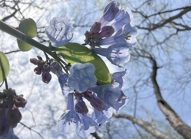 Bluebells boom along Illinois Canyon trailheadon Tuesday, April 22, 2025 at Starved Rock State Park.
