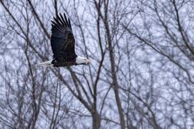 Photos: Visitors brave winter weather at Starved Rock State Park during Bald Eagle Weekend