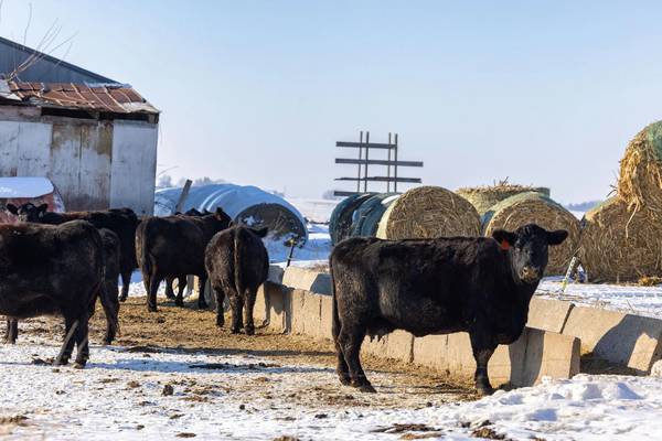 Livestock prices favorable; risk management remains key