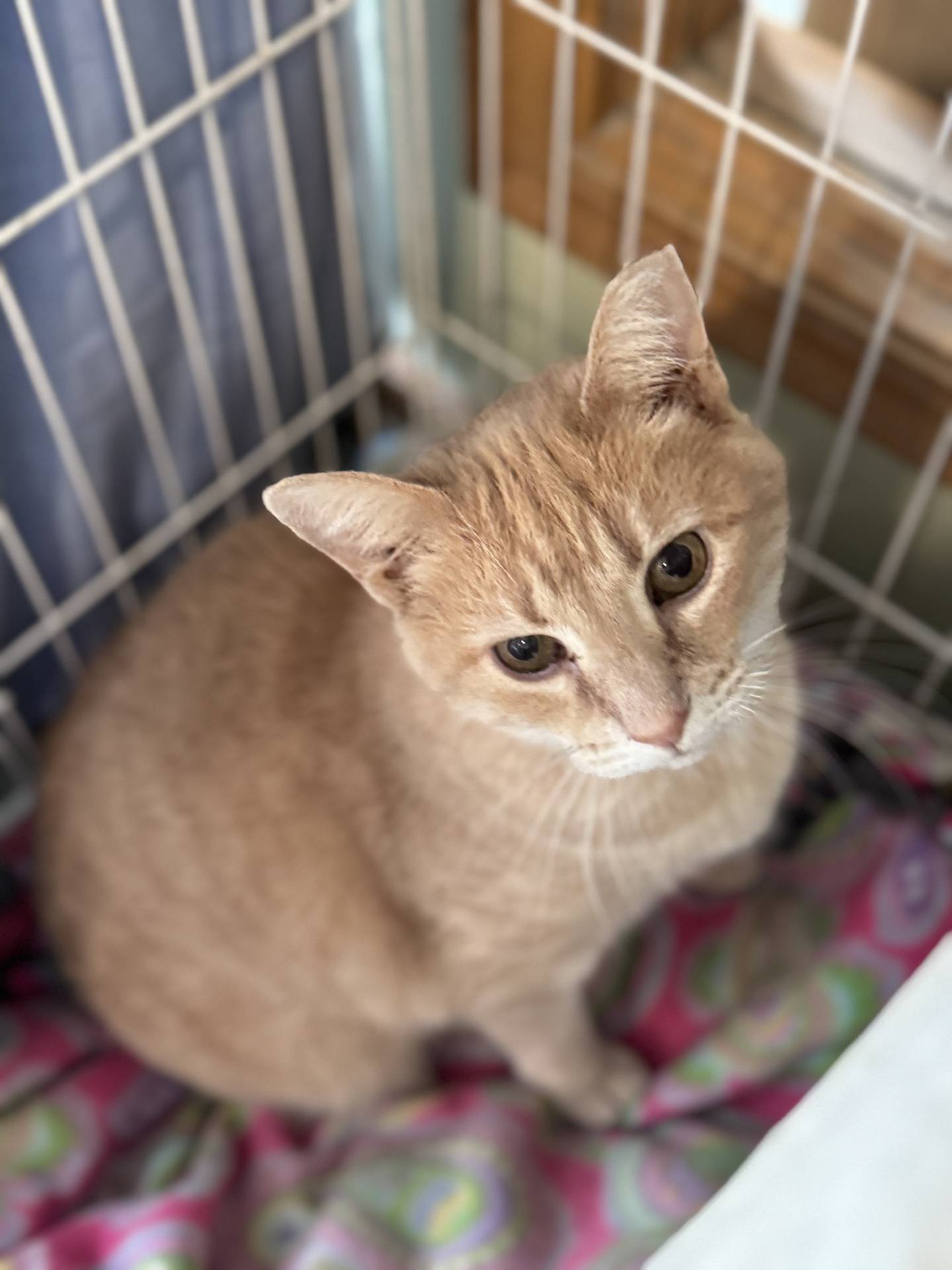 Six-year-old Queen Bee was found as a sweet and friendly stray fending for herself outdoors. She is curious, outgoing and affectionate. Queen Bee will seek out attention and loves to be held like a baby and brushed. She enjoys playtime and needs an adopter who will play with her. Queen Bee is FIV-positive and needs to be the only cat in a home or live with other FIV positive cat. To meet queen Bee, email Catadoptions@nawsus.org. Visit nawsus.org.