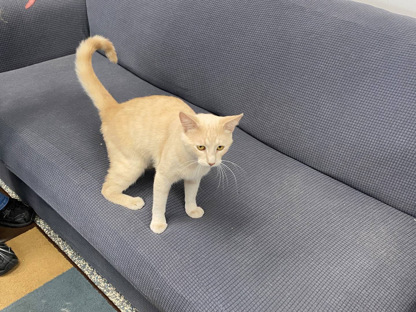 Gwenyth is a three-and-a-half year old cat who has been declawed. She likes her naptime and has a brother named Gatsby. Both are available for adoption.