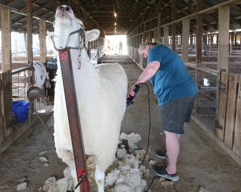 Lori Wetzel of Franklin Grove sheers her Montadle sheep during the 102nd Marshall-Putnam Fair on Thursday, July 13, 2023 in Henry.