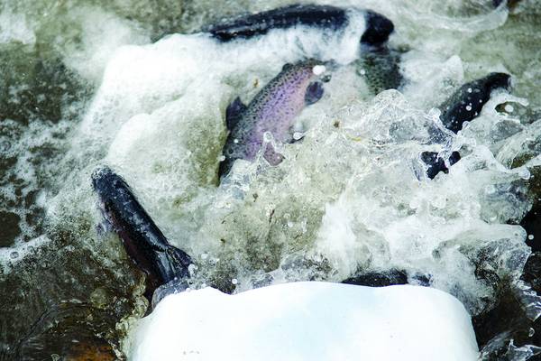 Illinois spring trout fishing season opens April 1 at area locations