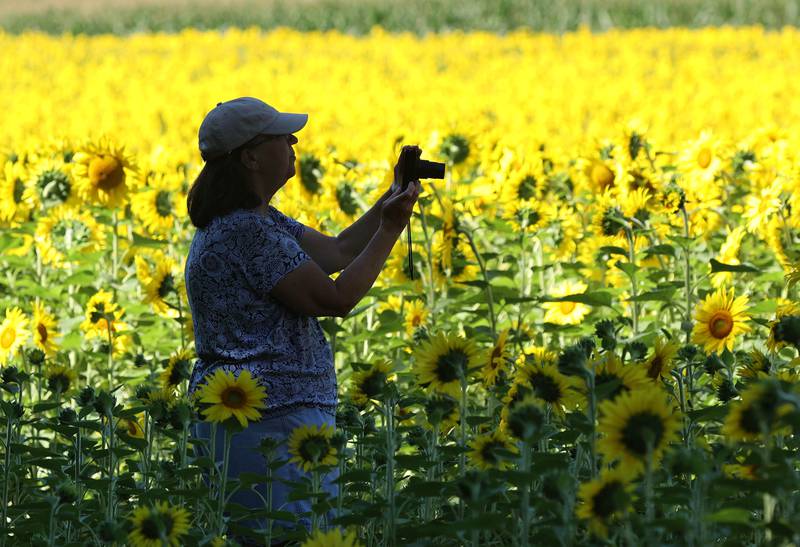 Debbie Thompson, from DeKalb, takes photos of the sunflowers Friday, July 29, 2022, at Shabbona Lake State Recreation Area in Shabbona Township.