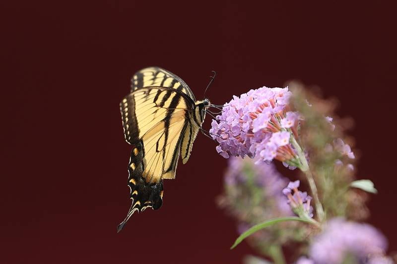 A tiger stripe swallowtail drinks nectar from a flower in Daniell Gorman’s garden on Friday, Aug. 25, 2023.