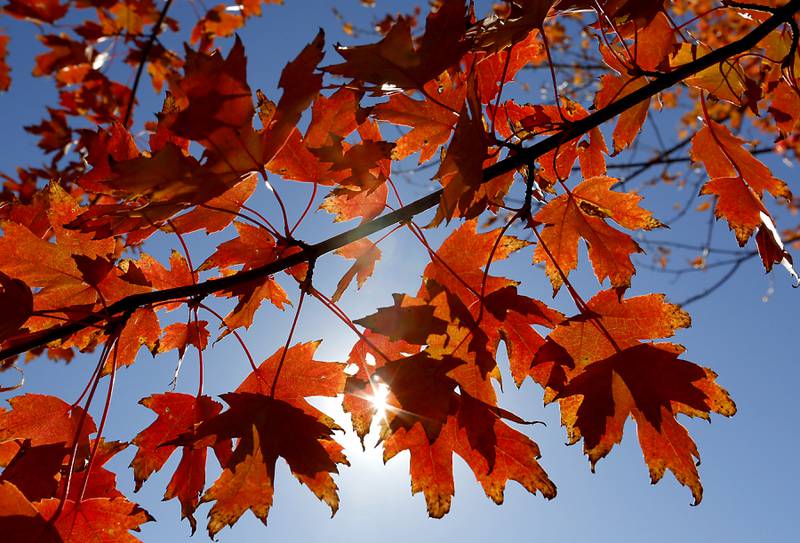 The sun shines through maple leaves on Thursday, Oct. 17, 2024, in Crystal Lake.