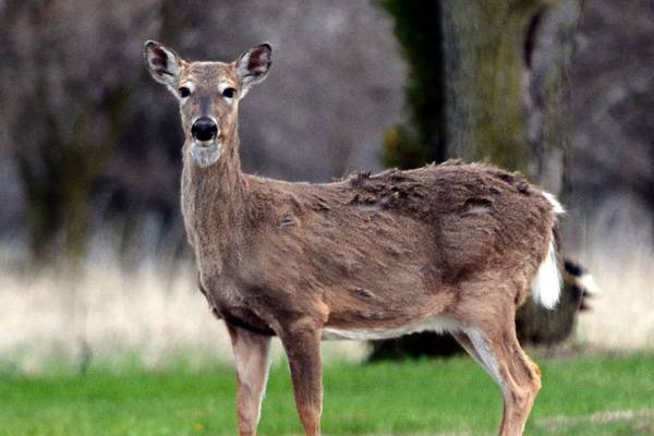 More than 81,000 deer harvested during Illinois firearm deer season