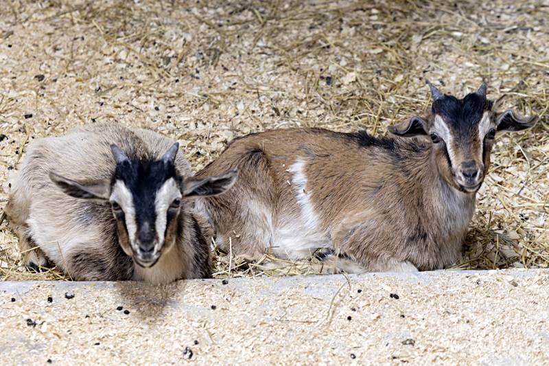 Legacy and Evolution, two rare Arapawa goats, sit in a secluded pen Tuesday, June 6, 2023 at the Sweeney farm.