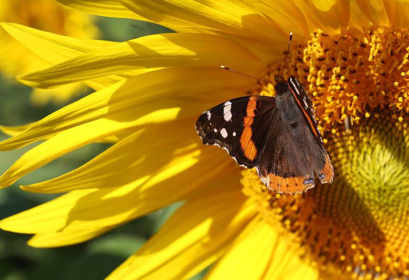 A red admiral butterfly sits atop a sunflower Friday, July 14, 2023, in one of the fields at Shabbona Lake State Recreation Area in Shabbona Township.