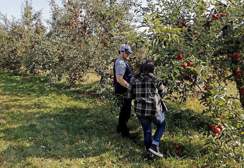 Vincent Wise and Kelsey Moersfelder, both of Huntley, walk on Thursday, Oct. 10, 2024, as they pick apples at the Royal Oak Farm Apple Orchard in Harvard.