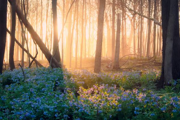 Joliet woman wins Will County forest district’s photo contest capturing ‘magical moment’ at O’Hara Woods 