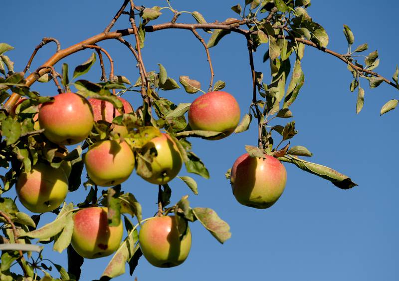Sun Crisp apples ready for the picking at the Jonamac Orchard in Malta on Wednesday, Sept. 28, 2022.