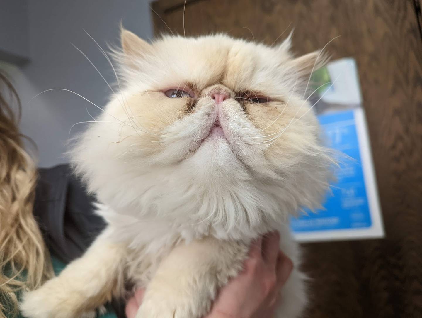 Larry is a Persian cat that was brought into VCA Joliet Animal Hospital as a stray, along with his siblings Moe and Curly. Larry's siblings are now adopted. It's time for Larry to find his forever home, too. Larry is friendly, cuddly and camera-shy.