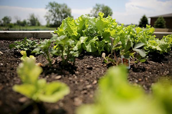 Down the Garden Path: How to prepare a vegetable garden bed