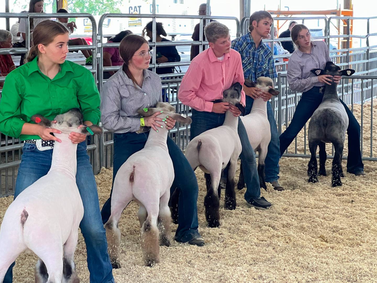 Kendall County 4-H teens compete for the Master Showmanship trophy and to advance to the state competition. In this event, youth must successfully show three species, beef cattle, swine, and sheep.