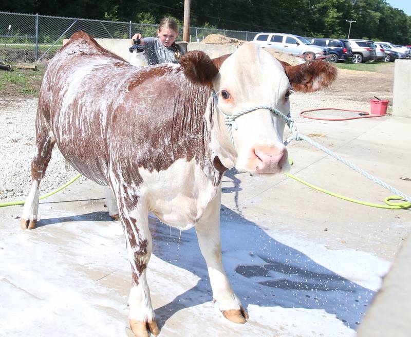 Brinley Pyszka of Dimmick, washes her cow Snowball down before showing it during the La Salle County 4-H Fair on Friday, July 14, 2023 in Ottawa.