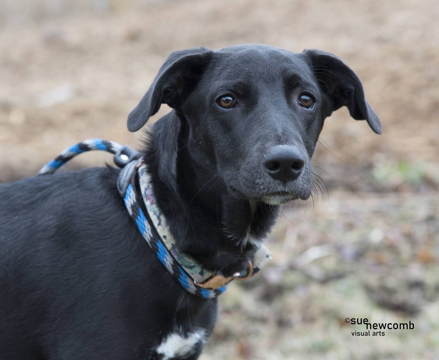Lola is a loving and sweet Labrador/terrier mix dog. She previously lived with a family with children and she enjoyed their company. She is a great on leash and is very affectionate. She is a little nervous at first but warms up quickly to everyone she meets. Contact the Will County Humane Society at willcountyhumane.com and follow the instructions for the adoption process.