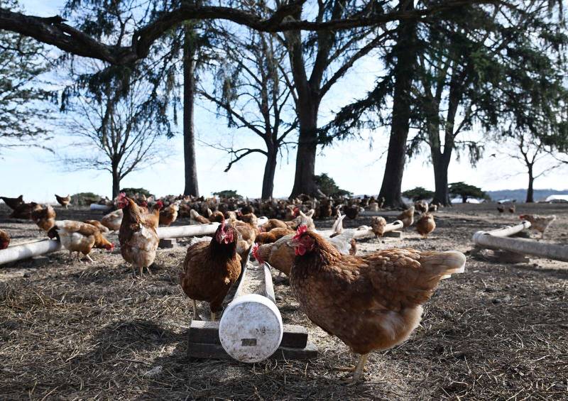 All Grass Farms in Kane County has around 700 crate-free chickens to produce eggs. That number will increase to around 1,300 chickens when they operate in the larger pastures.