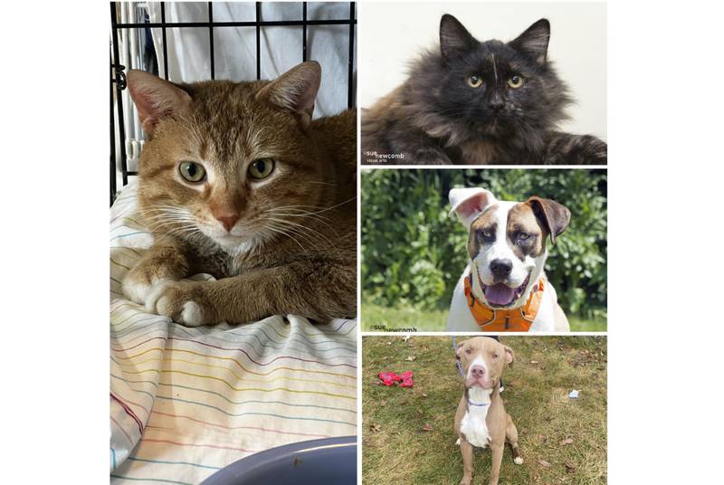 The Herald-News presents this week’s Pets of the Week. Read the description of each pet to find out about that pet, including where he or she can be adopted.