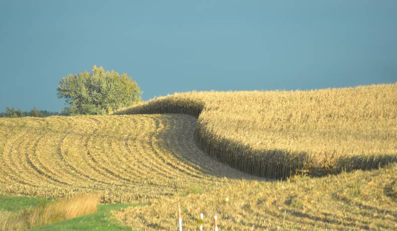 Ogle County farmers took advantage of the sunny skies over the weekend to try to get this year's crops harvested.
